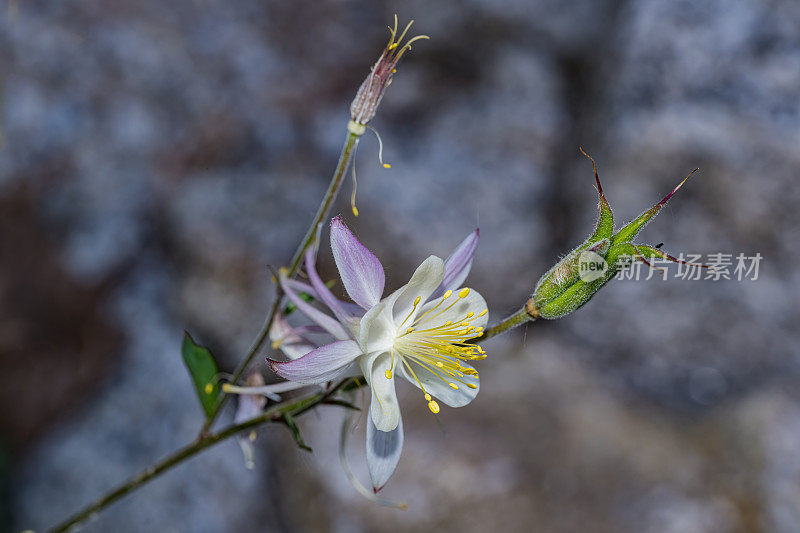 Aquilegia pubescens是一种高海拔的耧斗菜，俗称塞拉耧斗菜、高山耧斗菜和科维尔耧斗菜。它的花很大，通常是乳白色的。约翰缪尔荒野地区的南主教湖。